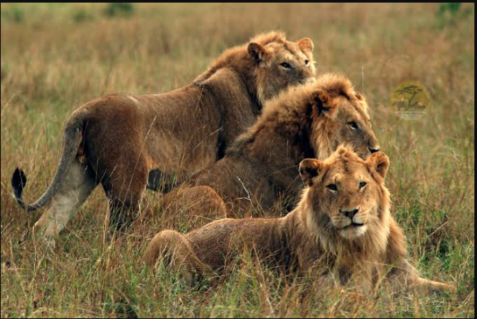 8 DAYS TO WILDBEEST MIGRATION &VISIT LOCAL VILLAGE SAFARI